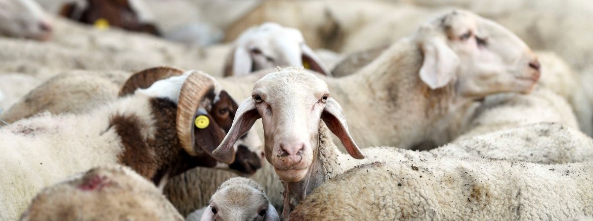 Peste des Petits Ruminants Monitoring and Assessment Tool