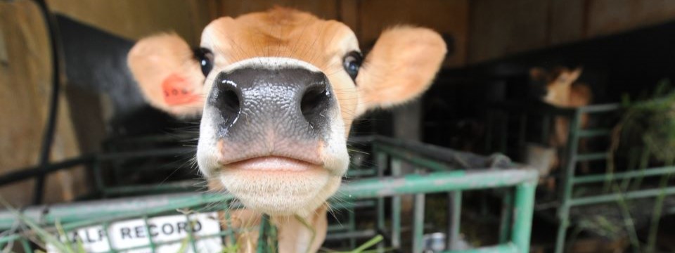 Adapting the FAO Manual for National Animal Health Emergencies