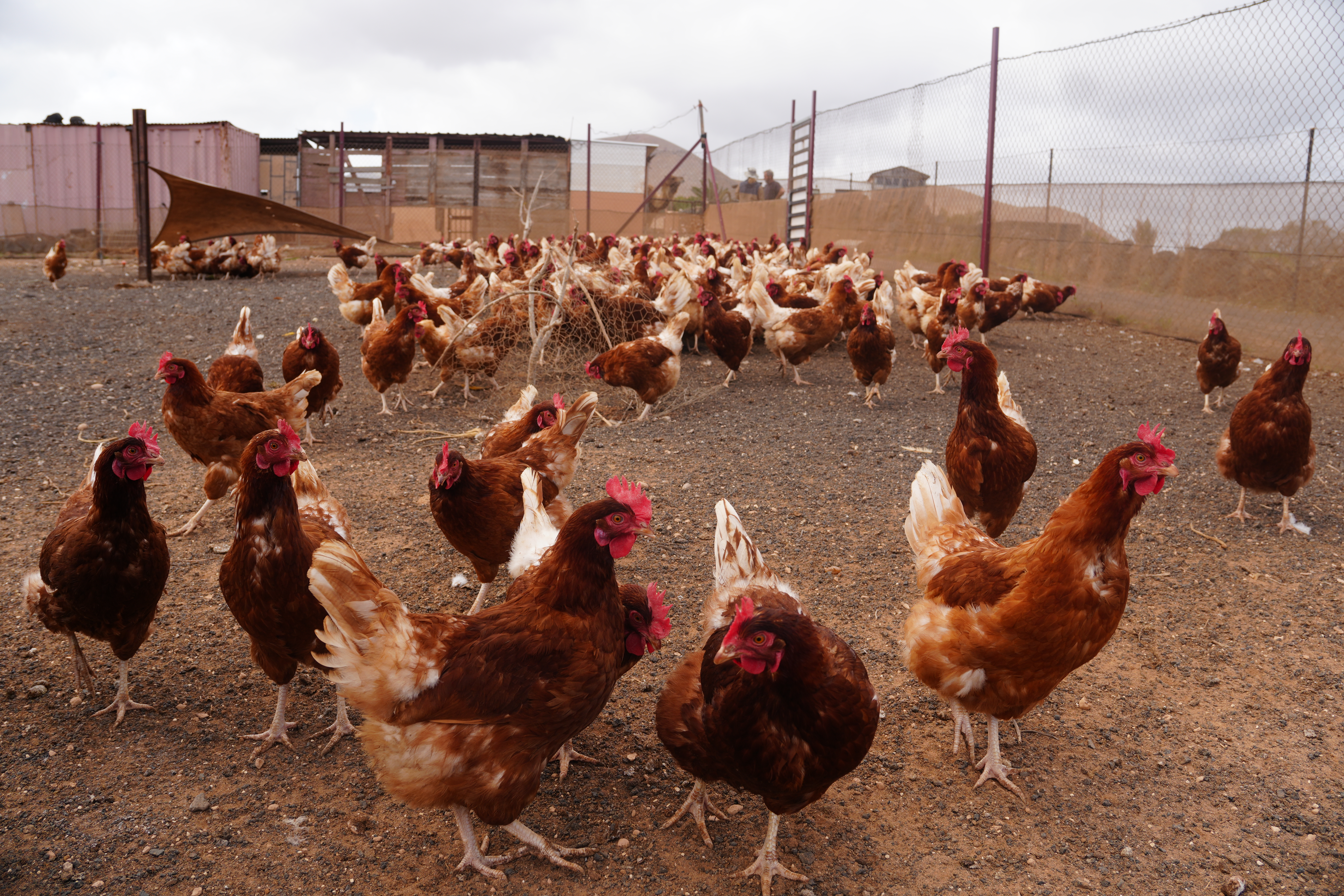 Adapting the FAO Manual for National Animal Health Emergencies