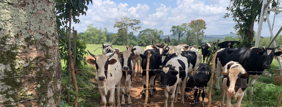 Preventive livestock healthcare for the frontline animal health team