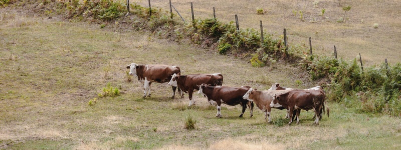 Готовность к Заразному Узелковому Дерматиту