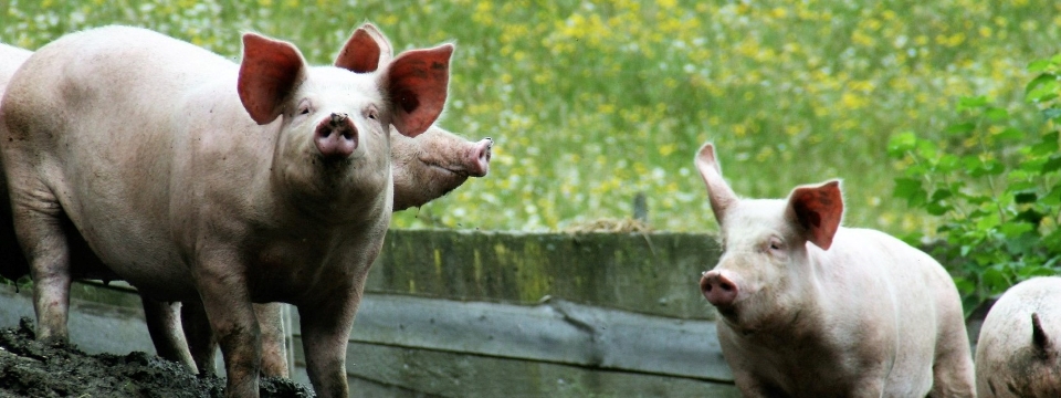 Curso de preparación frente a la Peste Porcina Africana para España 2026