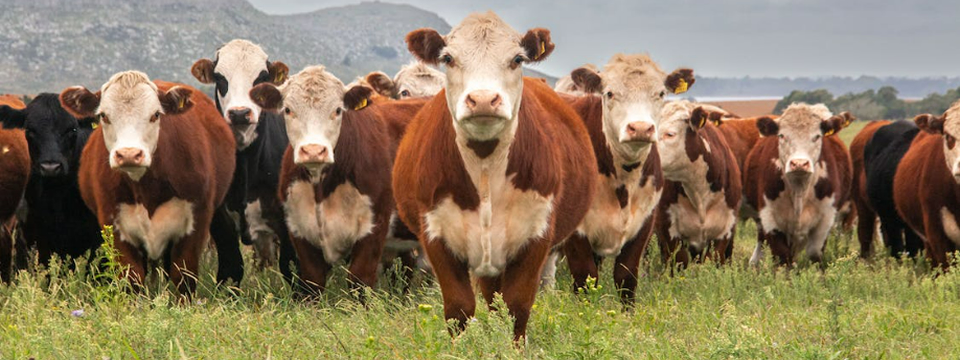 Ruminant Biyogüvenliğinin Geliştirilmesi