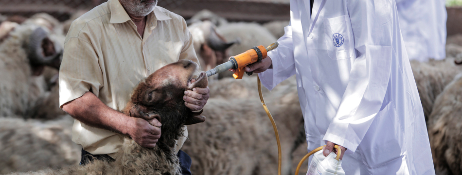 Zoonoses for field veterinarians