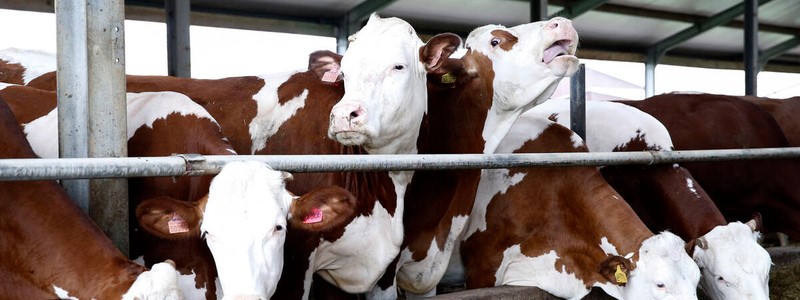 Assessing greenhouse gas emissions in livestock supply chains: Life cycle assessment approach 