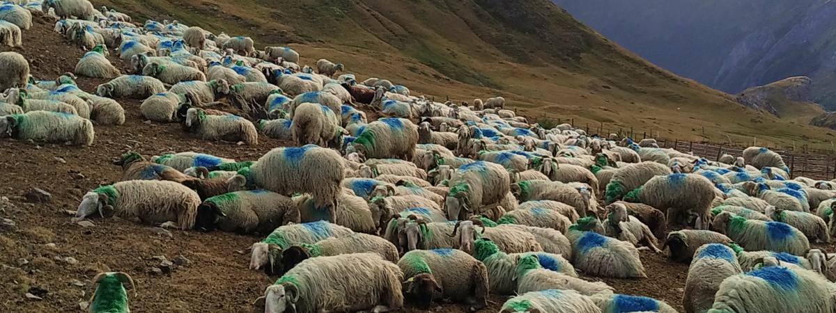 Курс по Готовности к Чуме Мелких Жвачных Животных