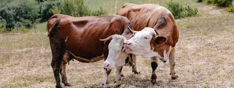 Foot-and-Mouth Disease Investigation Training Course for Southern Africa