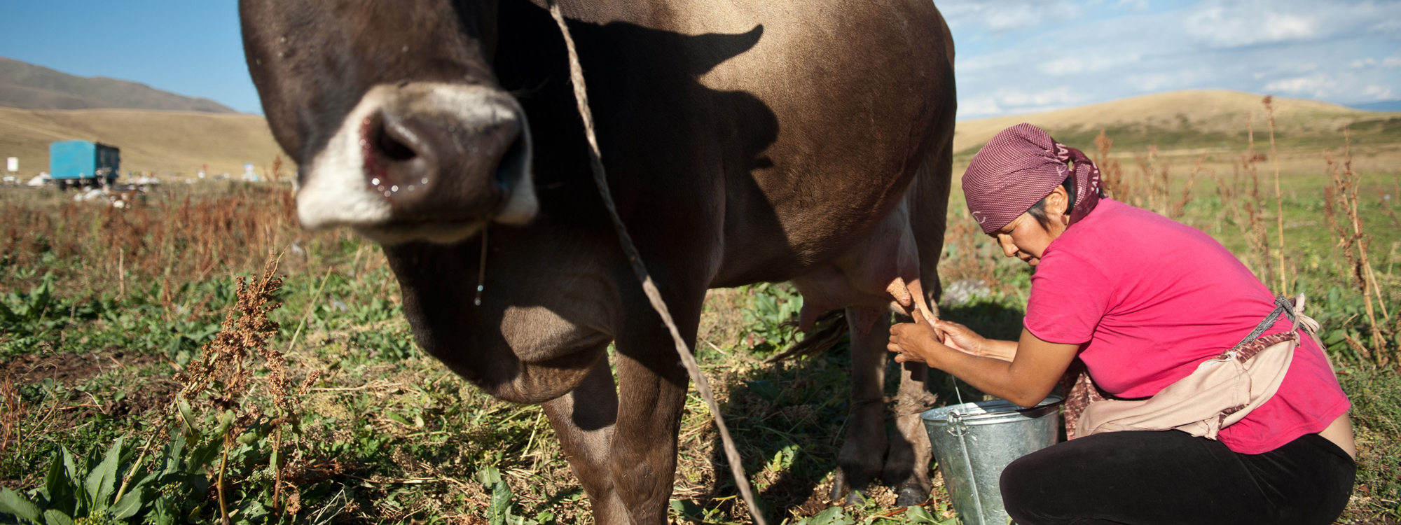Management of Brucellosis in Domestic Ruminants