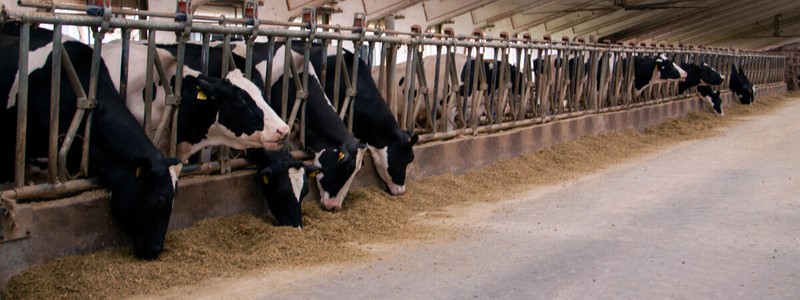 Managing heat stress in dairy cattle in tropical climates