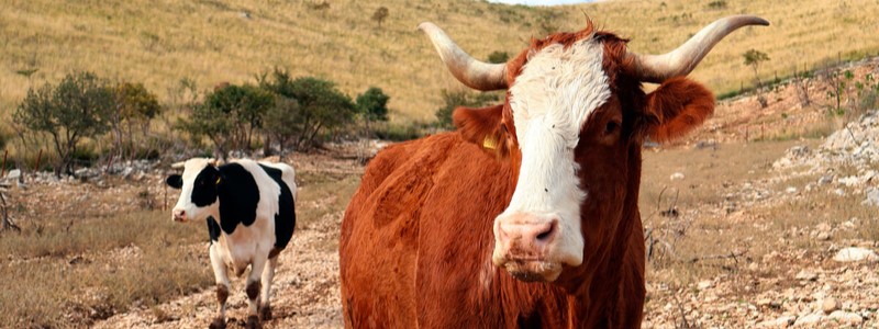 Climate Change Adaptation in the Livestock Sector