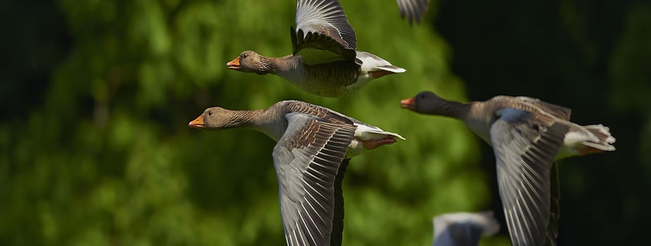 Avian Influenza Emergency Preparation Course for Canada – 2026 / Cours de préparation aux situations d’urgence liées à l’influenza aviaire au Canada – 2026